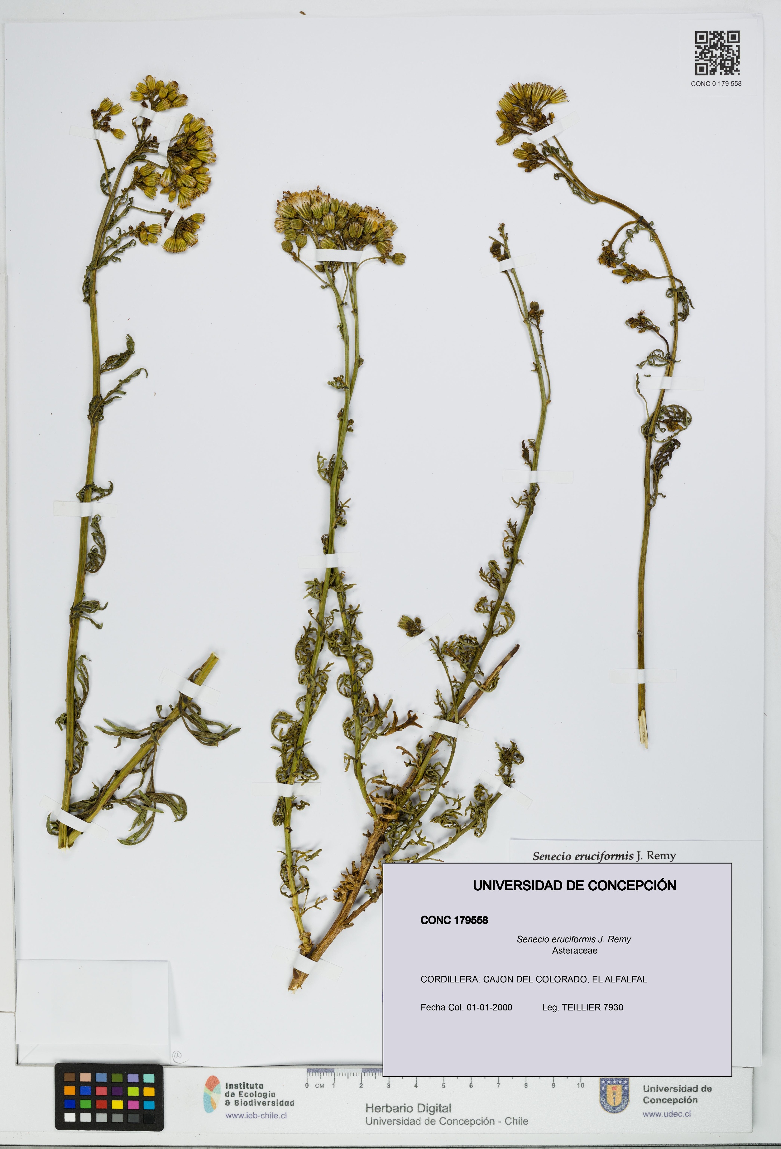 Senecio eruciformis [Espécimen: UDEC:CONC:0179558]