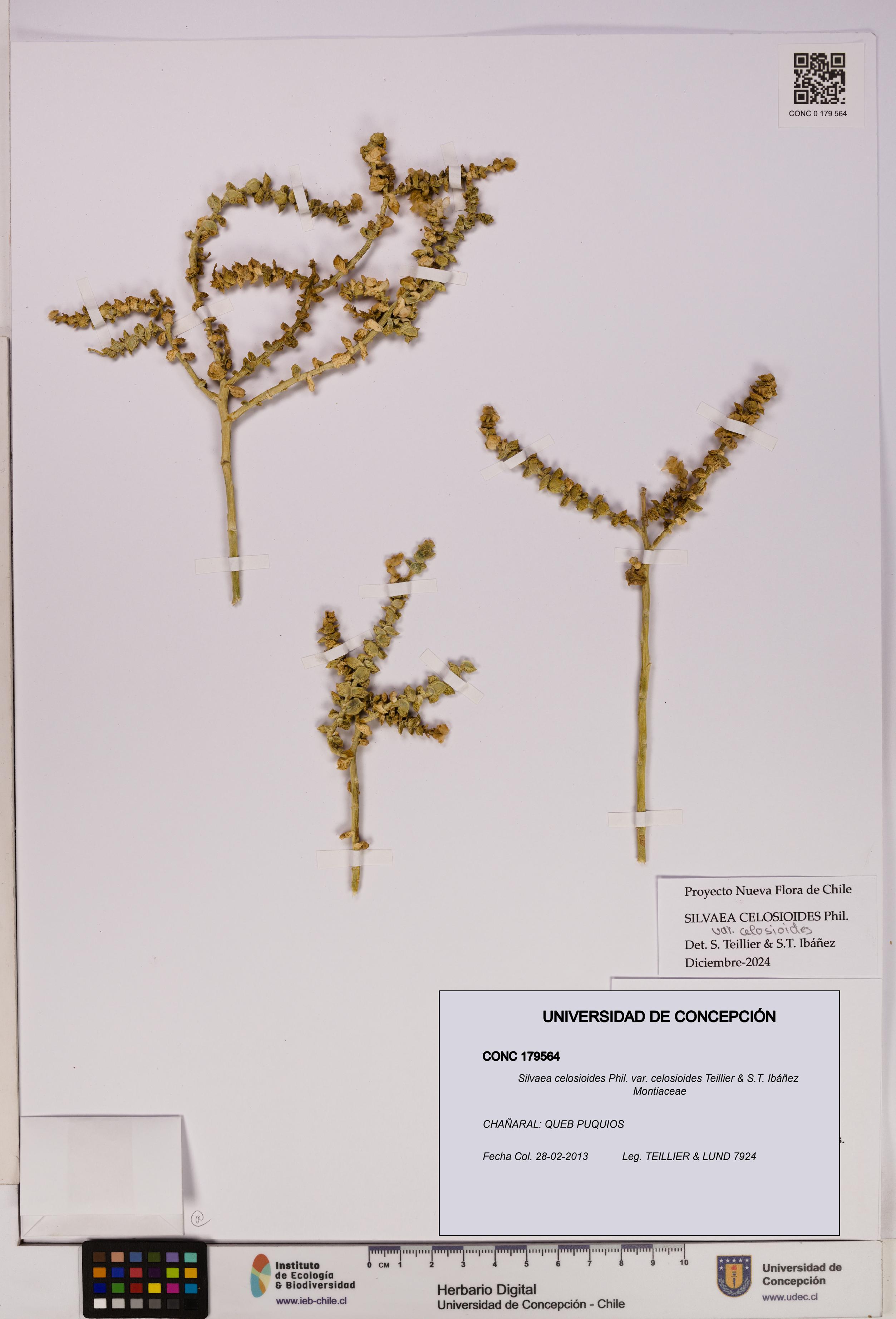 Silvaea celosioides var. celosioides [Espécimen: UDEC:CONC:0179564]