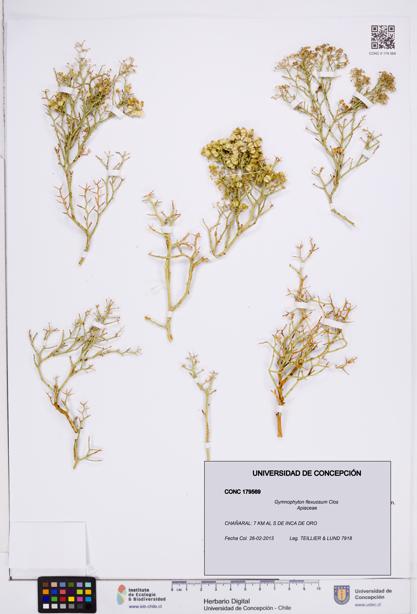 Gymnophyton flexuosum [Espécimen: ]