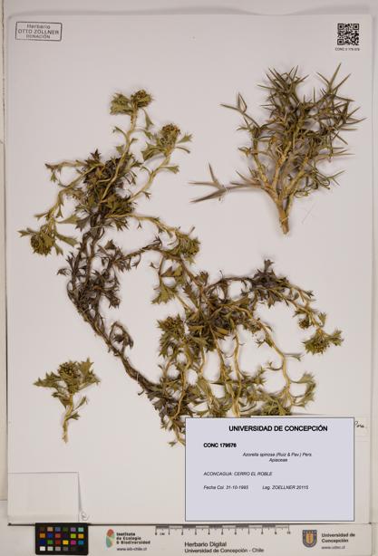 Azorella spinosa [Espécimen: ]