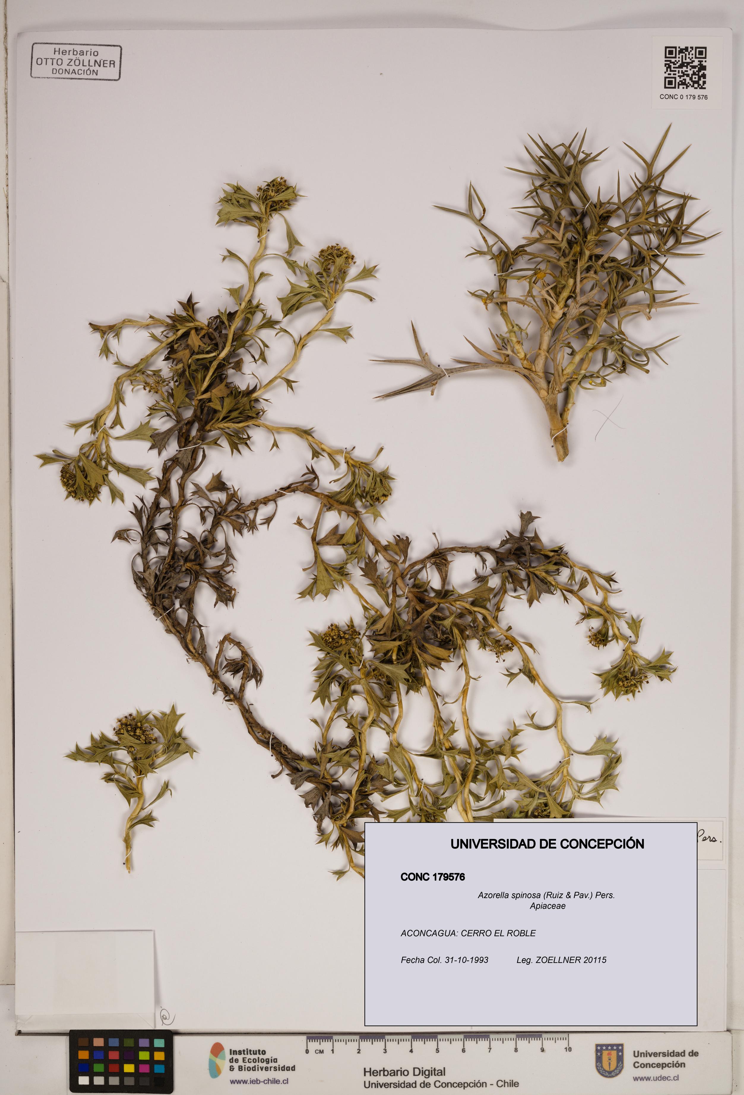 Azorella spinosa [Espécimen: ]