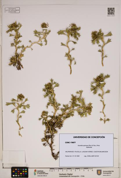 Azorella spinosa [Espécimen: ]