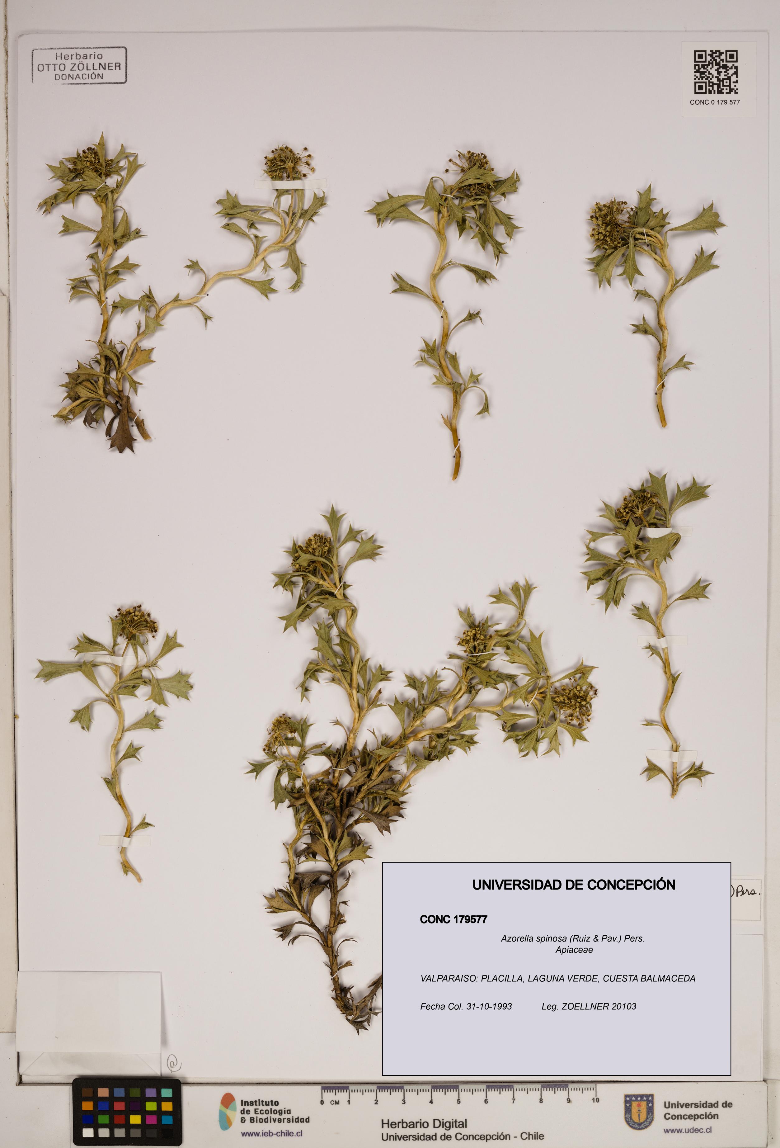 Azorella spinosa [Espécimen: ]
