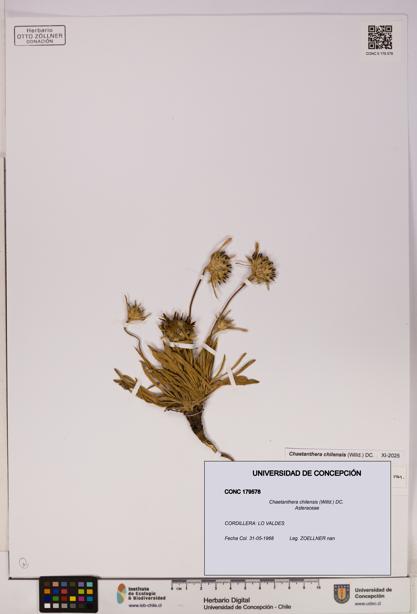 Chaetanthera chilensis [Espécimen: UDEC:CONC:0179578]