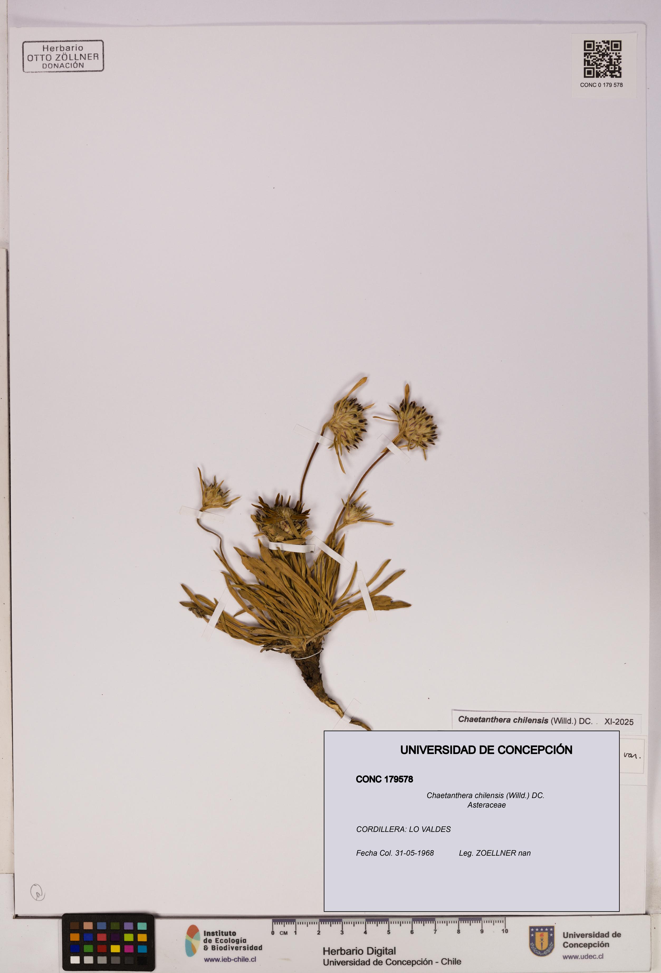 Chaetanthera chilensis [Espécimen: UDEC:CONC:0179578]