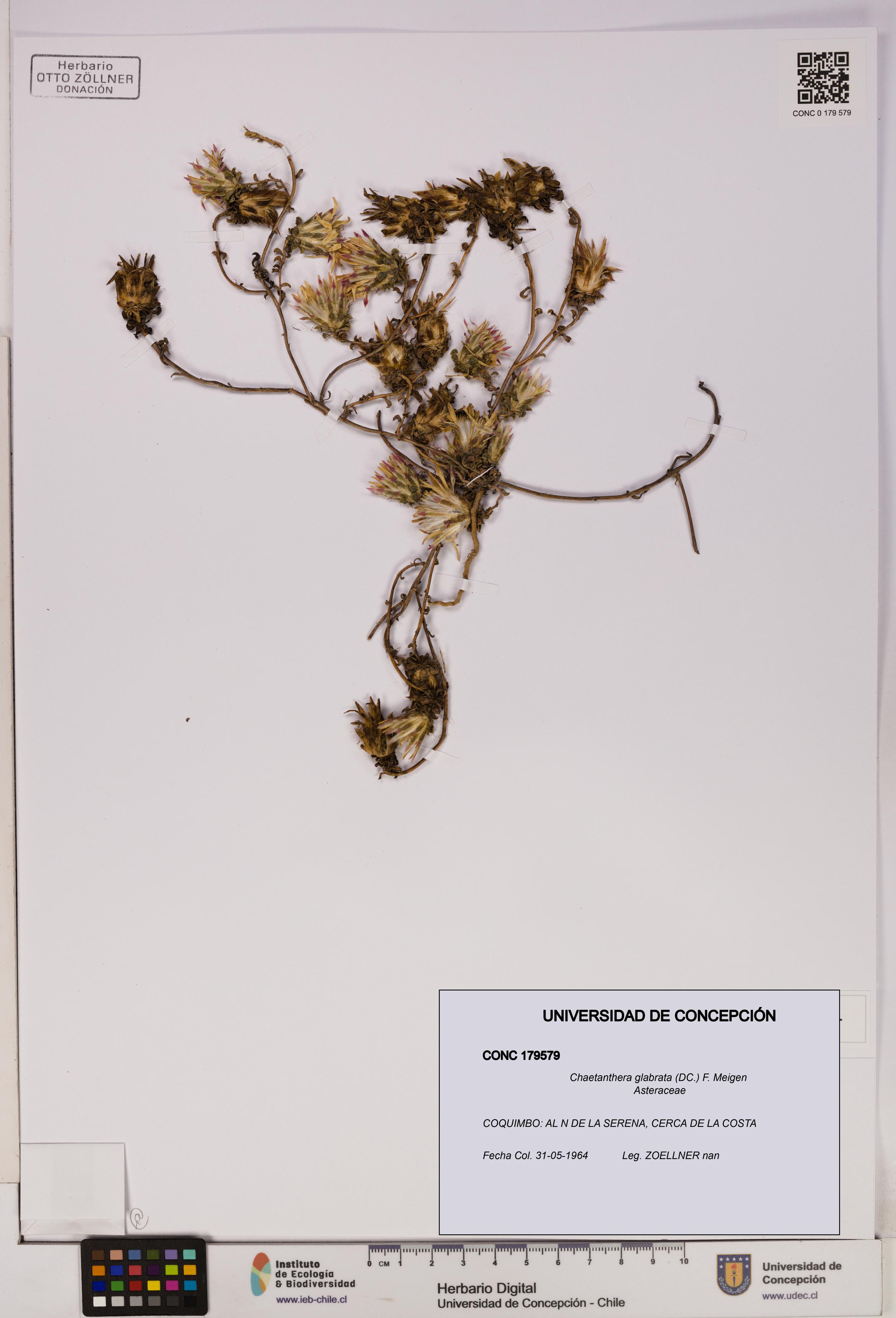 Chaetanthera glabrata [Espécimen: UDEC:CONC:0179579]