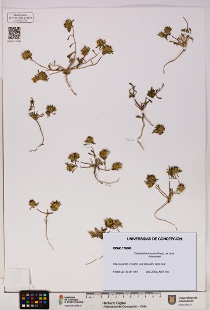 Chaetanthera incana [Espécimen: UDEC:CONC:0179580]