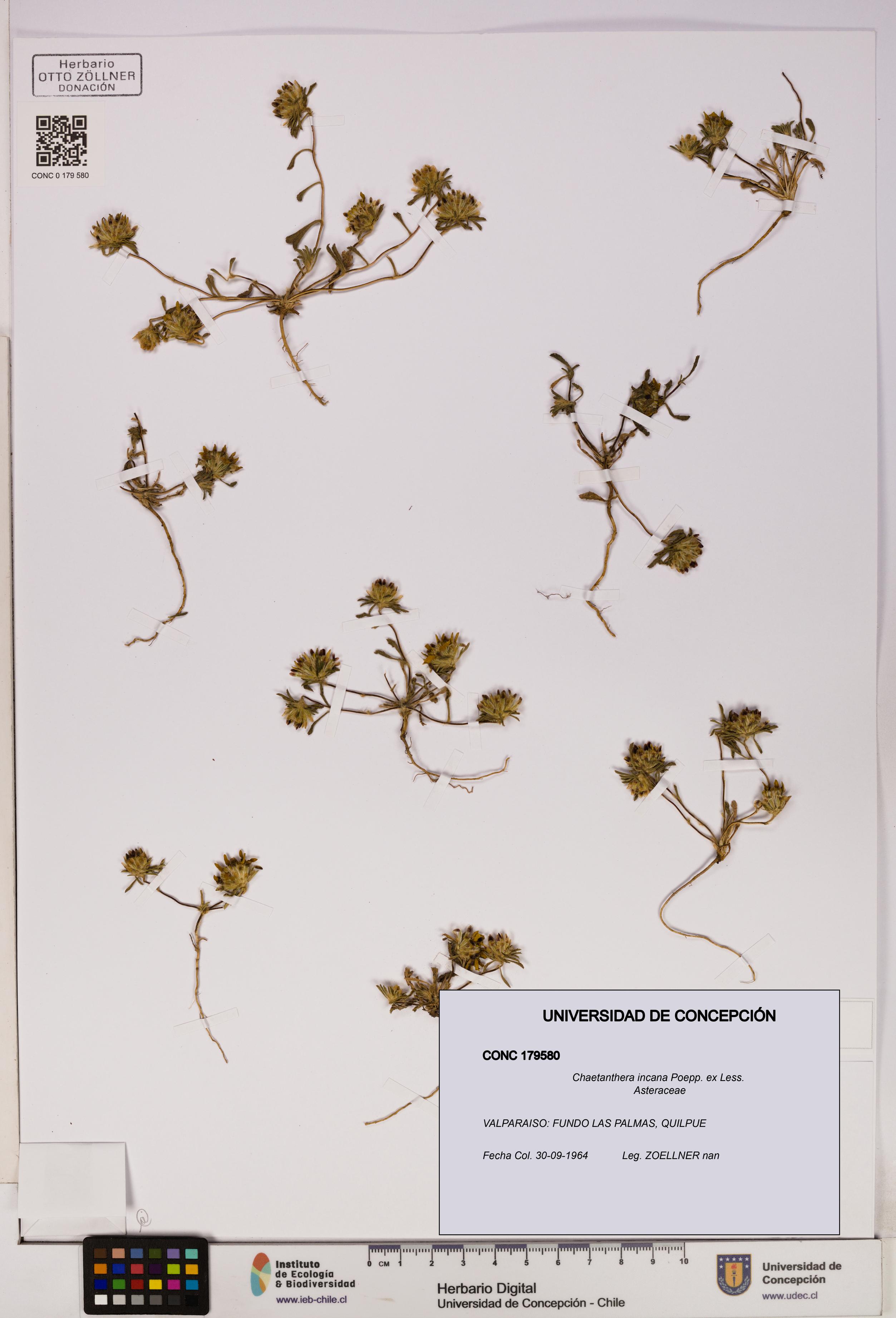 Chaetanthera incana [Espécimen: UDEC:CONC:0179580]