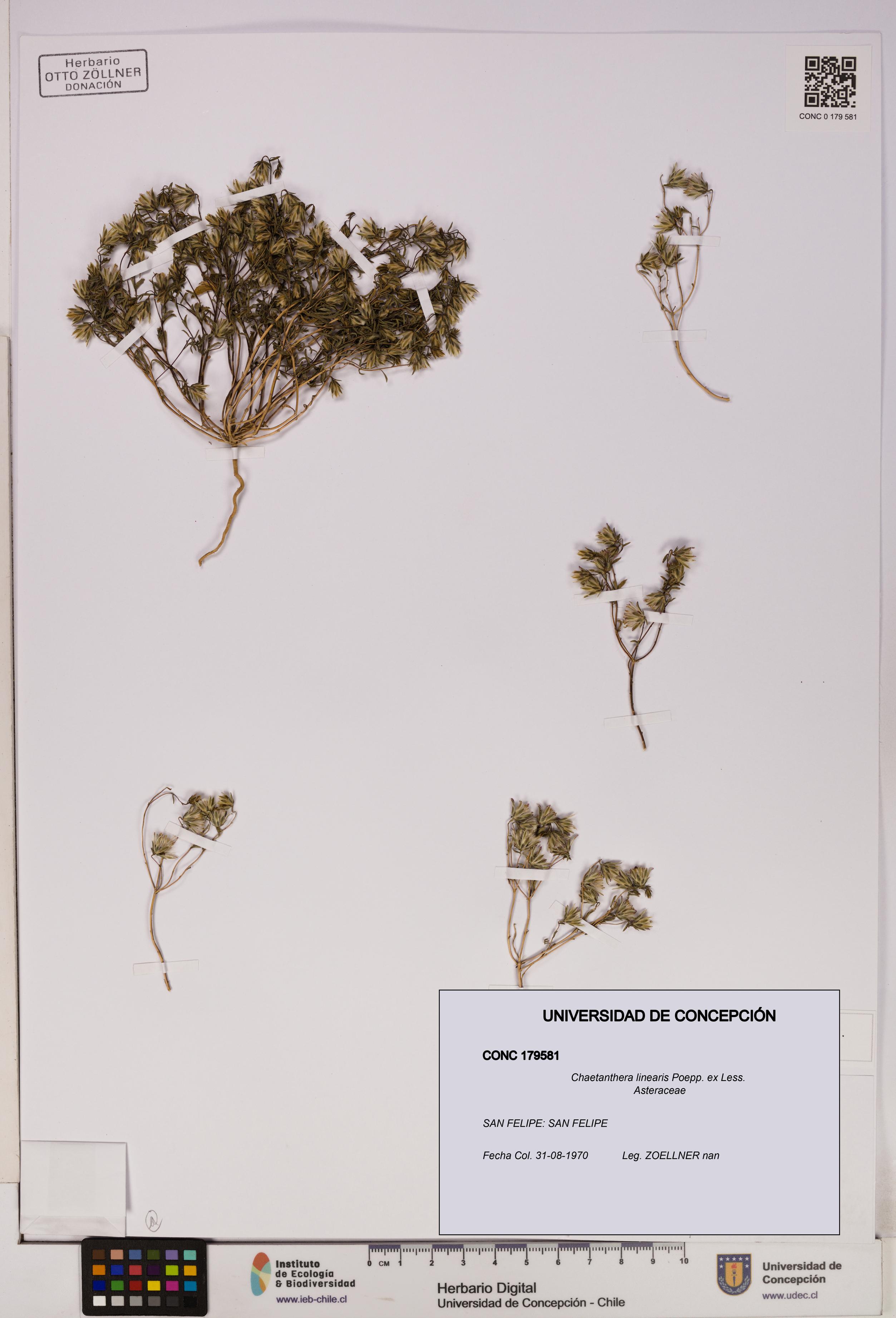 Chaetanthera linearis [Espécimen: UDEC:CONC:0179581]