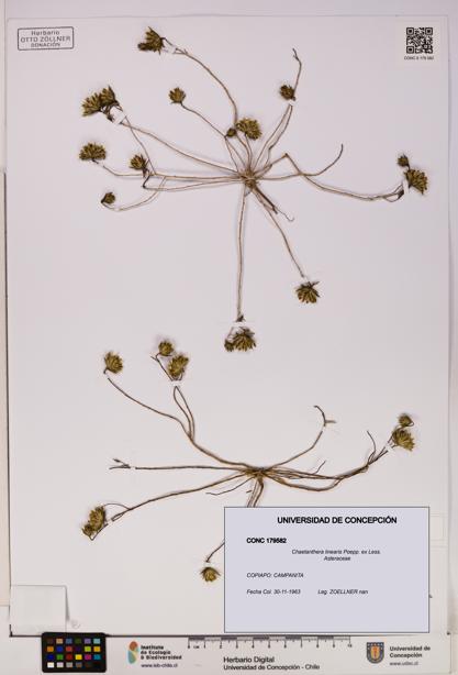 Chaetanthera linearis [Espécimen: UDEC:CONC:0179582]