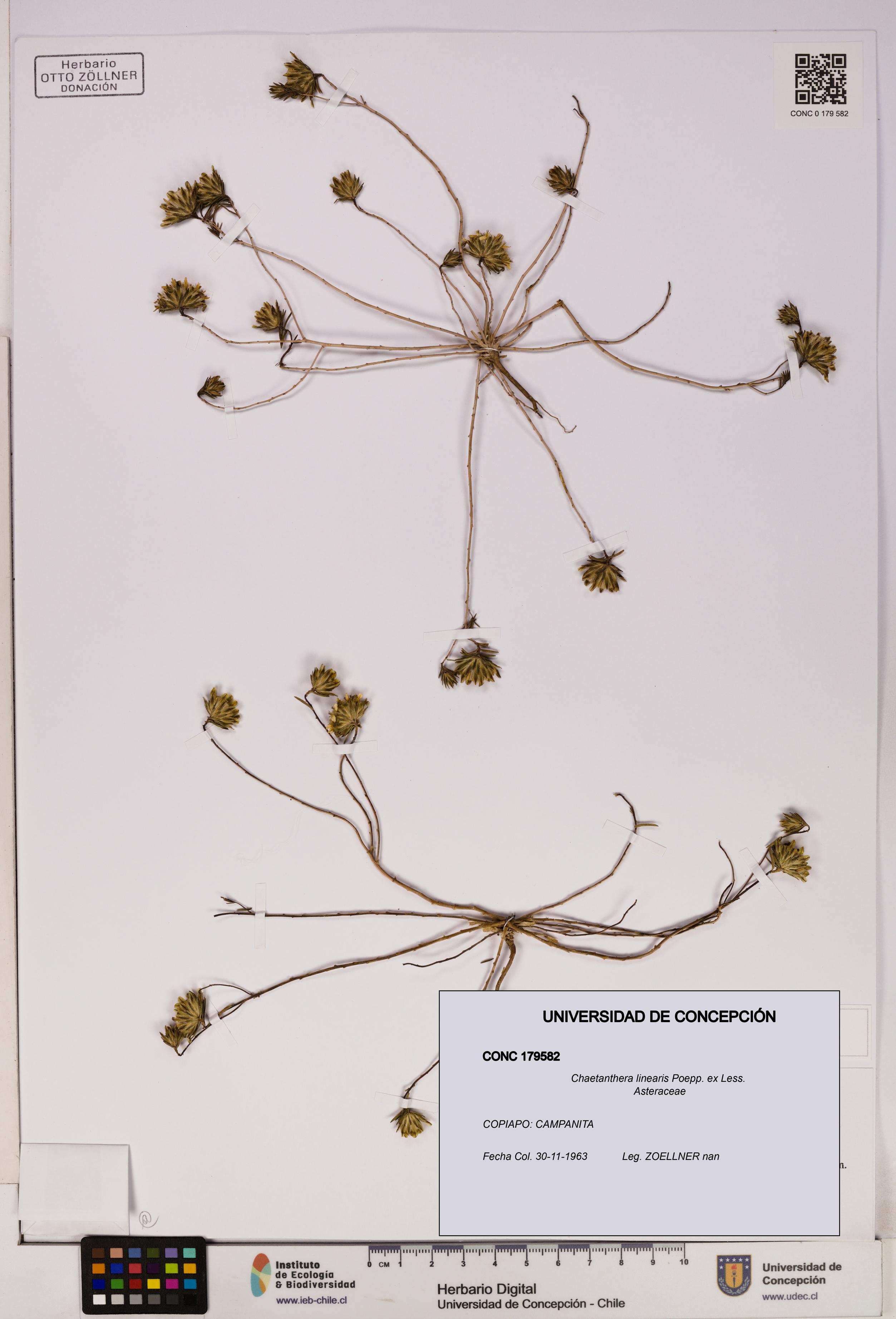 Chaetanthera linearis [Espécimen: UDEC:CONC:0179582]