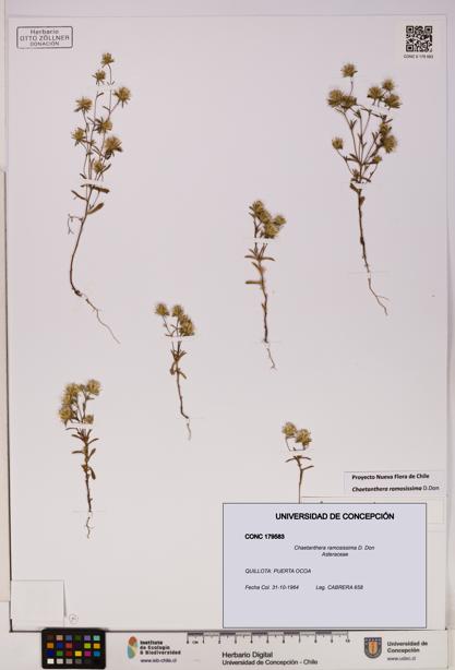 Chaetanthera ramosissima [Espécimen: UDEC:CONC:0179583]