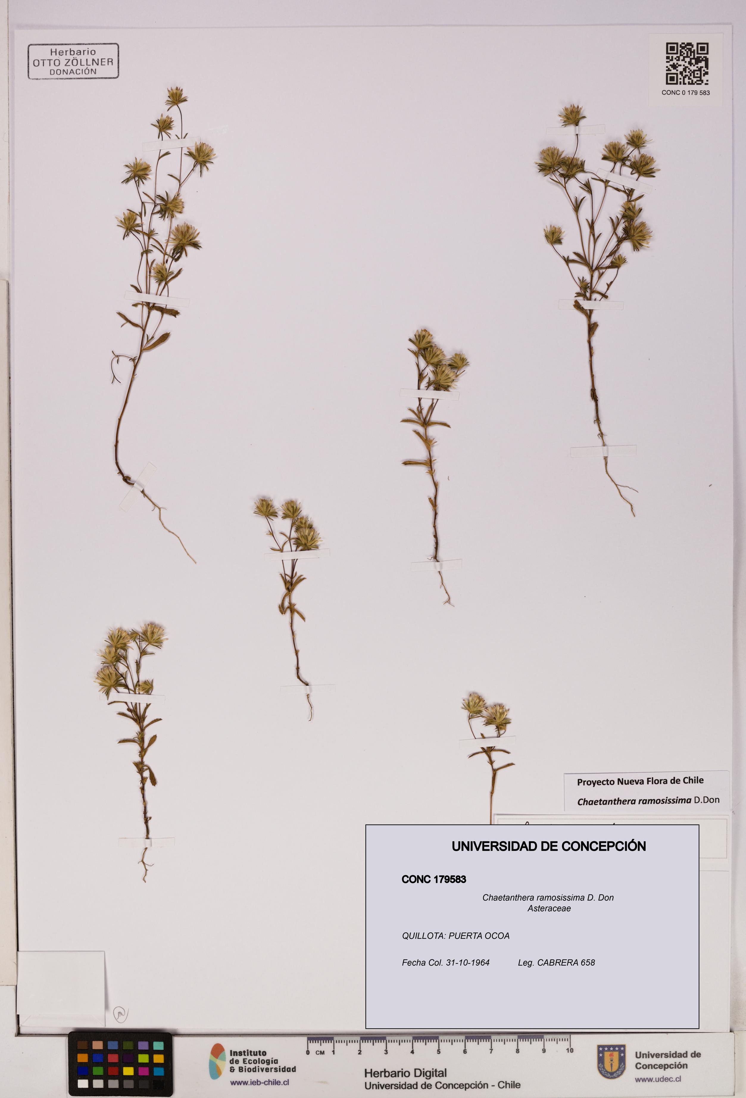 Chaetanthera ramosissima [Espécimen: UDEC:CONC:0179583]