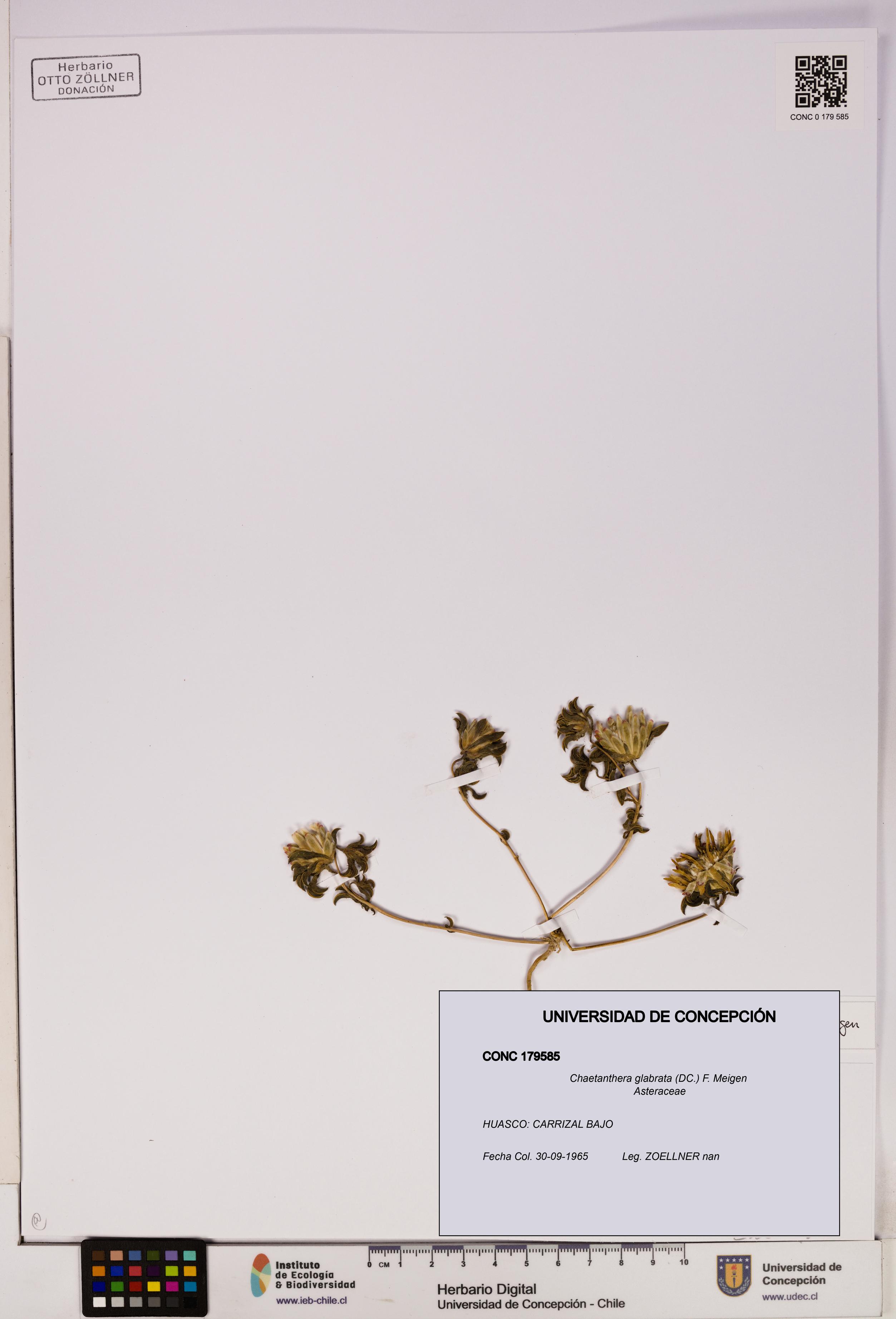 Chaetanthera glabrata [Espécimen: UDEC:CONC:0179585]