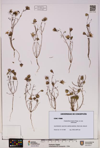 Chaetanthera linearis [Espécimen: UDEC:CONC:0179586]