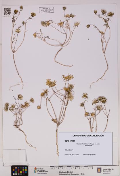 Chaetanthera linearis [Espécimen: UDEC:CONC:0179587]
