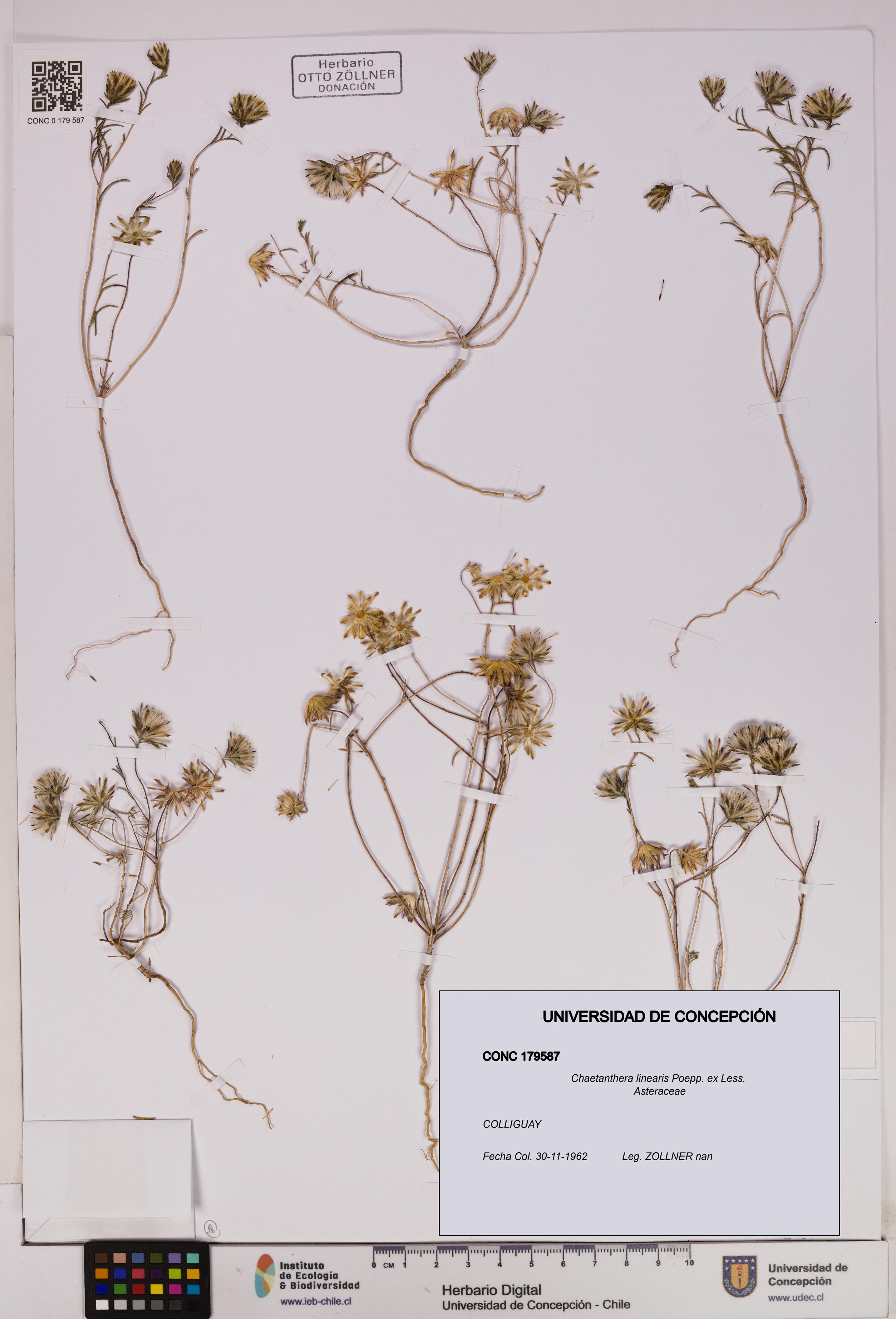 Chaetanthera linearis [Espécimen: UDEC:CONC:0179587]