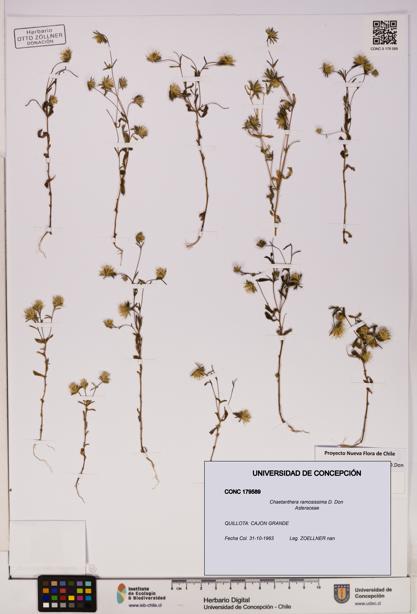 Chaetanthera ramosissima [Espécimen: UDEC:CONC:0179589]