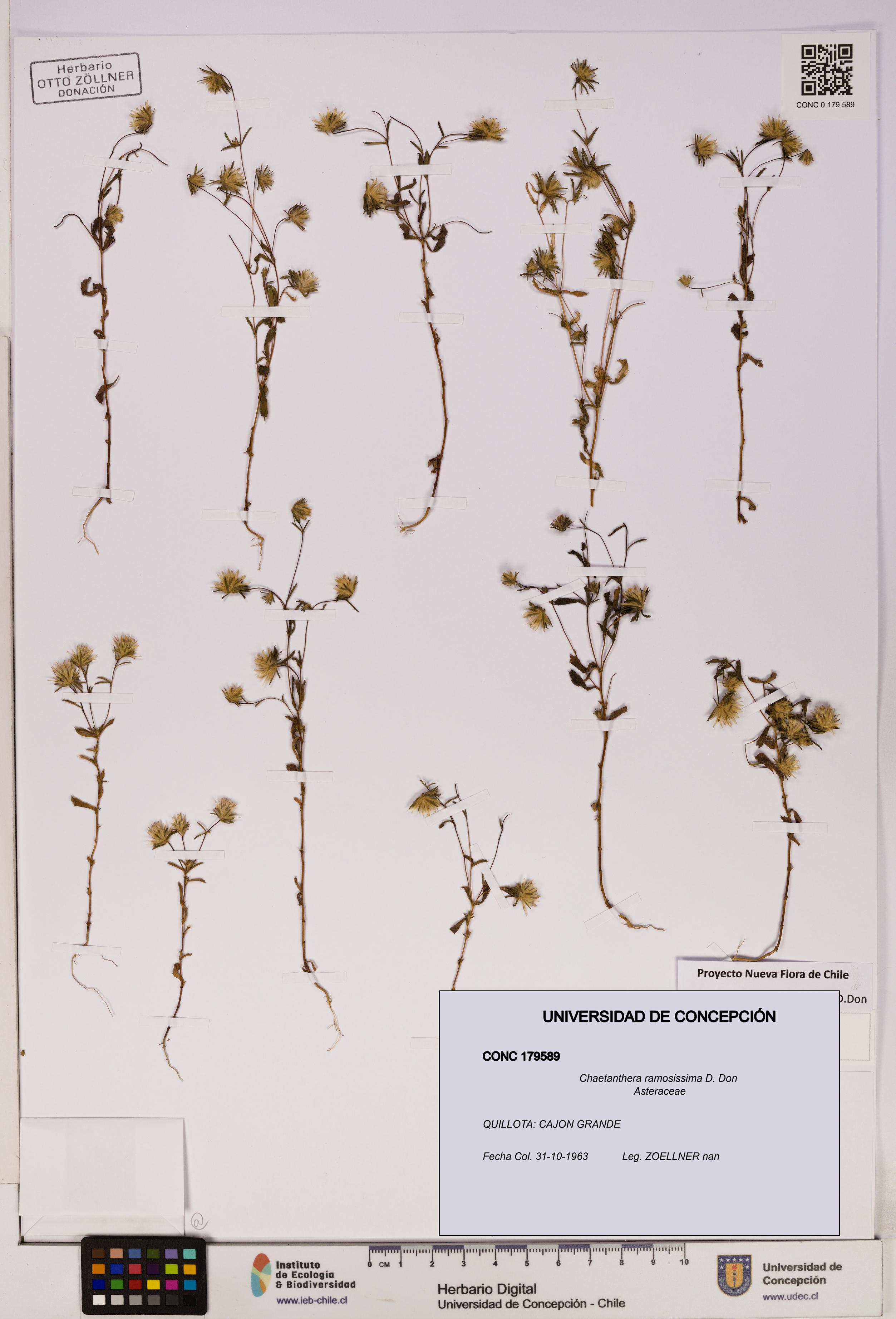 Chaetanthera ramosissima [Espécimen: UDEC:CONC:0179589]