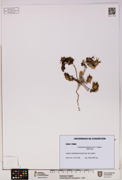 Chaetanthera glabrata [Espécimen: UDEC:CONC:0179590]