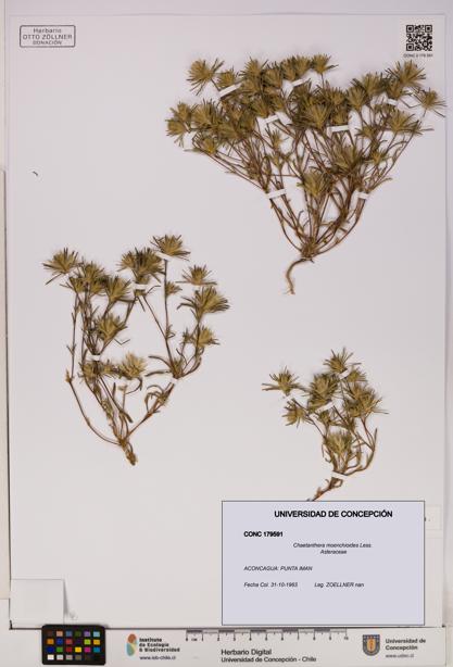 Chaetanthera moenchioides [Espécimen: UDEC:CONC:0179591]