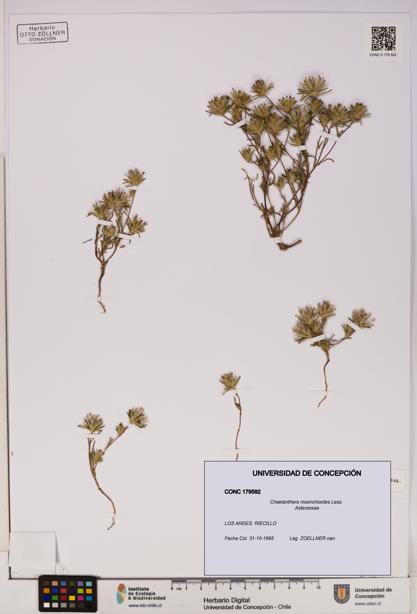 Chaetanthera moenchioides [Espécimen: UDEC:CONC:0179592]
