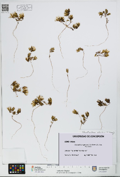 Chaetanthera splendens [Espécimen: UDEC:CONC:0179593]