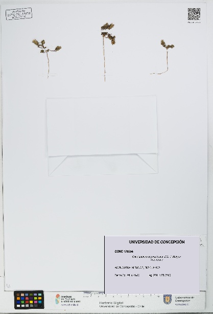 Chaetanthera euphrasioides [Espécimen: UDEC:CONC:0179594]