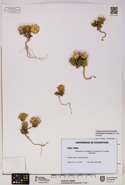 Chaetanthera schroederi [Espécimen: UDEC:CONC:0179595]