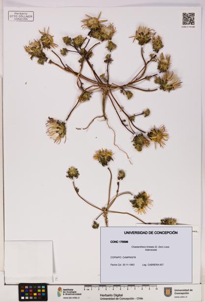 Chaetanthera limbata [Espécimen: UDEC:CONC:0179596]