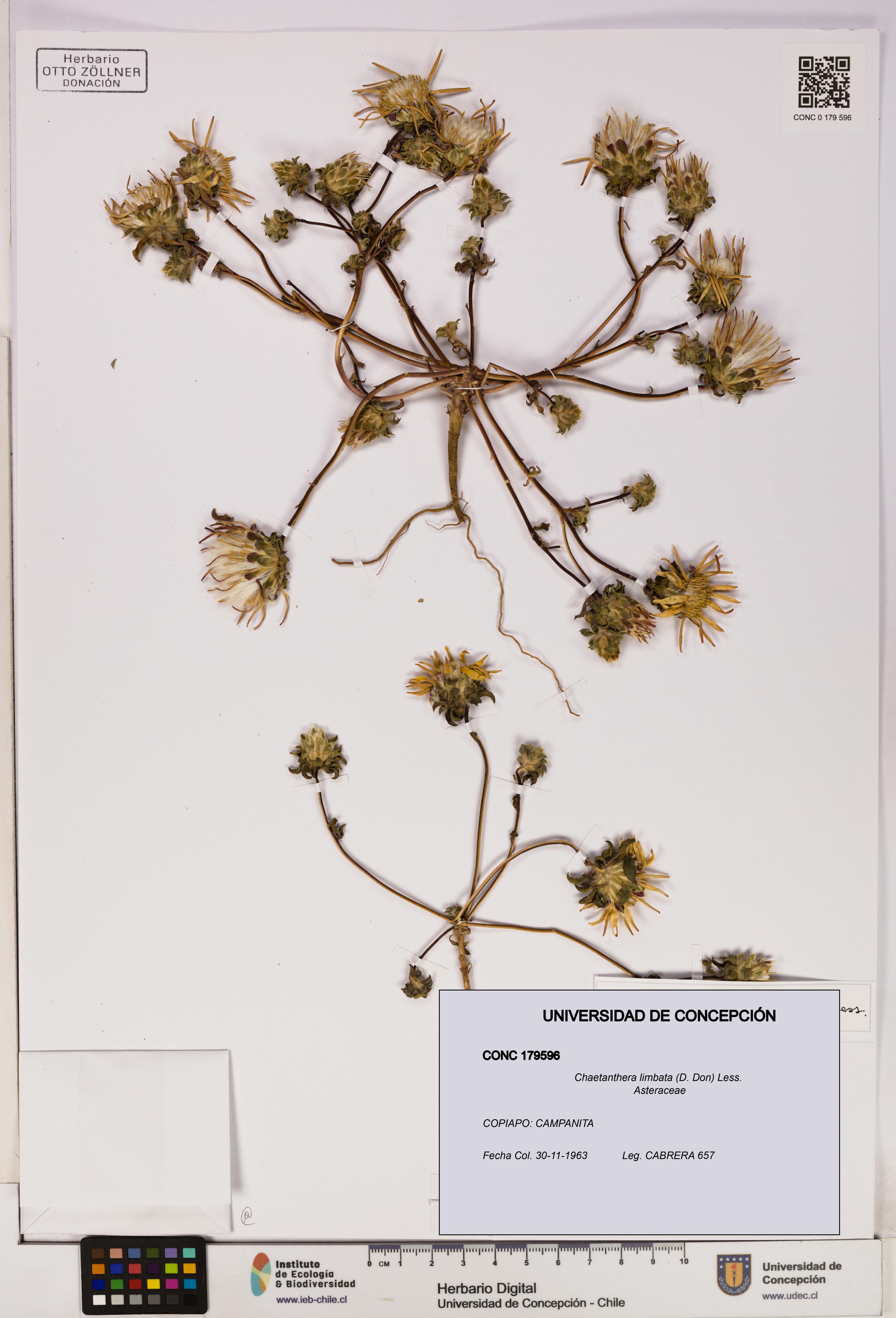 Chaetanthera limbata [Espécimen: UDEC:CONC:0179596]