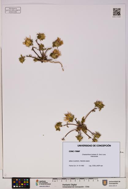 Chaetanthera limbata [Espécimen: UDEC:CONC:0179597]