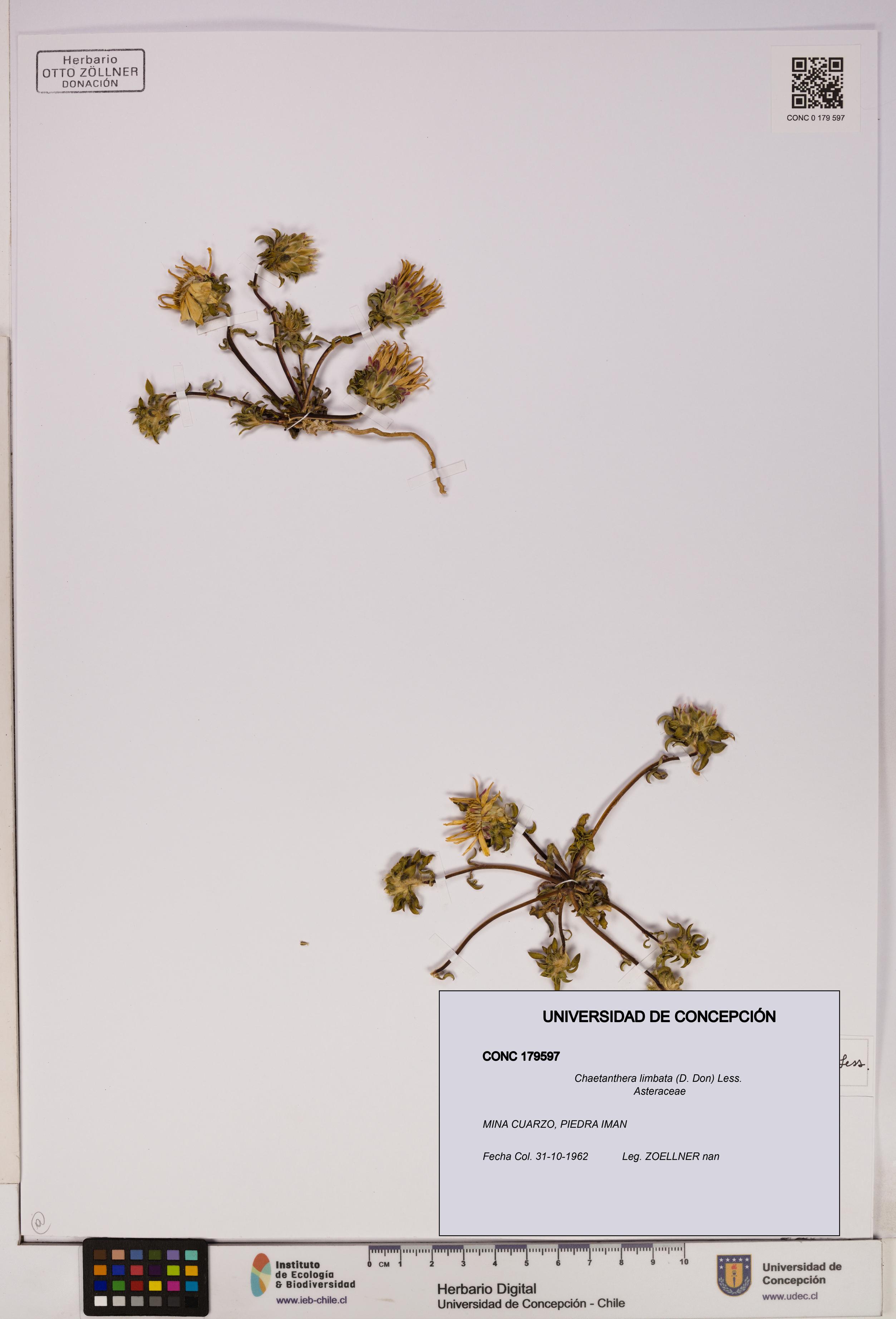 Chaetanthera limbata [Espécimen: UDEC:CONC:0179597]