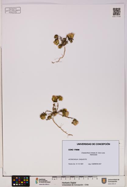 Chaetanthera limbata [Espécimen: UDEC:CONC:0179598]