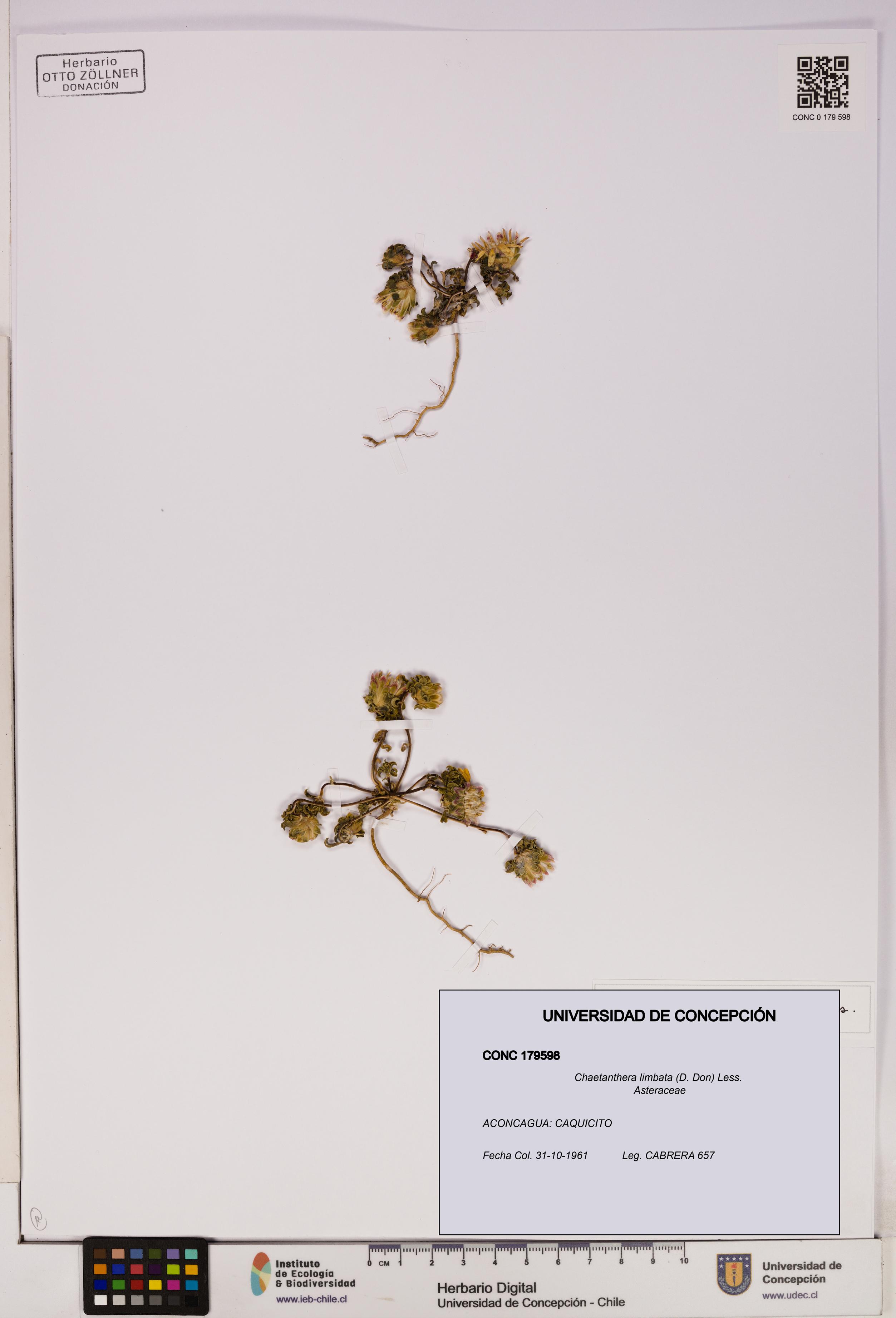 Chaetanthera limbata [Espécimen: UDEC:CONC:0179598]