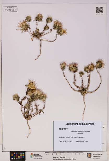 Chaetanthera limbata [Espécimen: UDEC:CONC:0179601]