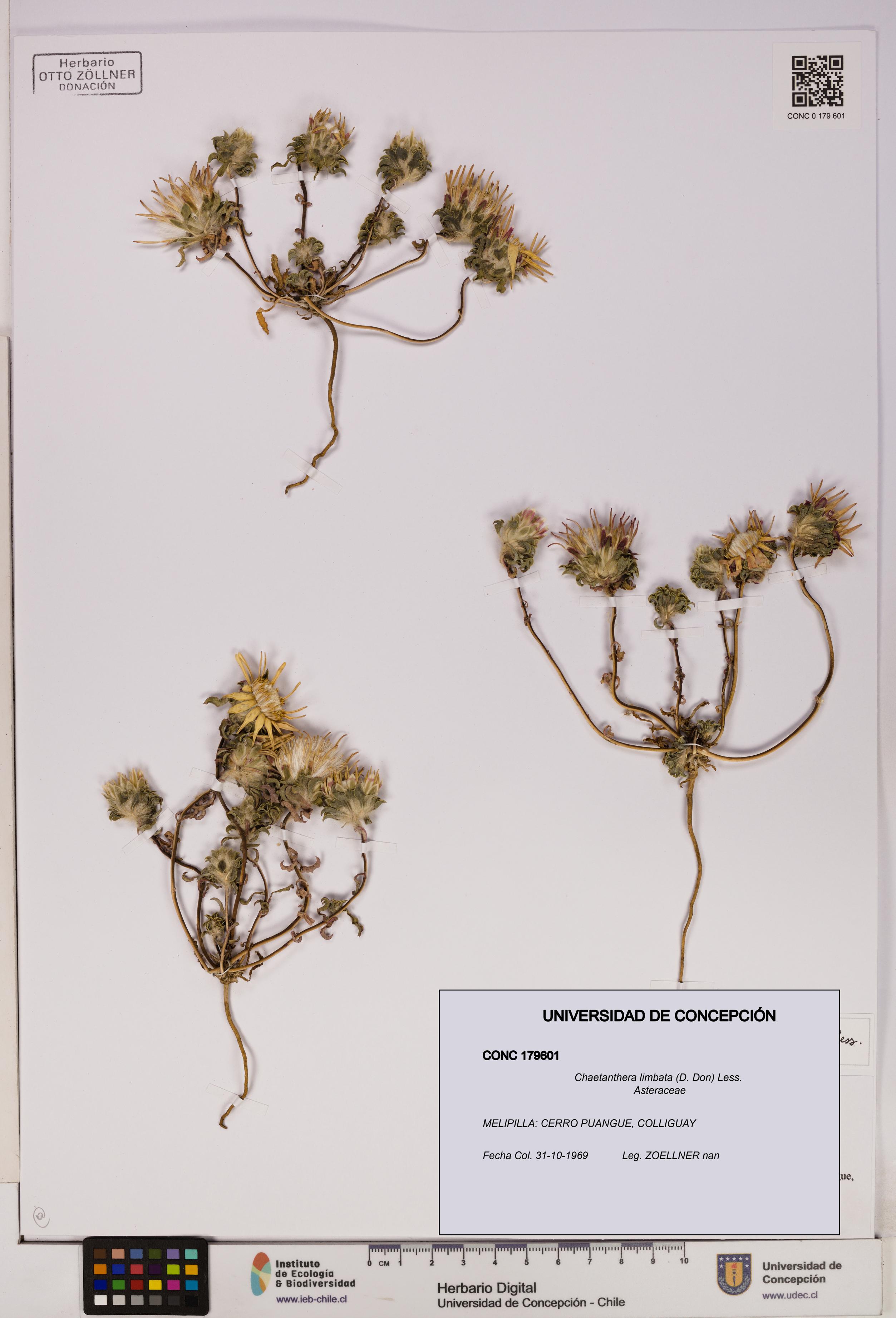 Chaetanthera limbata [Espécimen: UDEC:CONC:0179601]