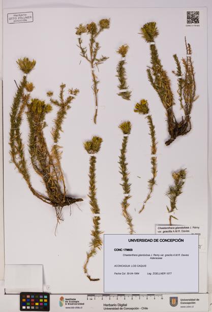 Chaetanthera glandulosa var. gracilis [Espécimen: UDEC:CONC:0179603]