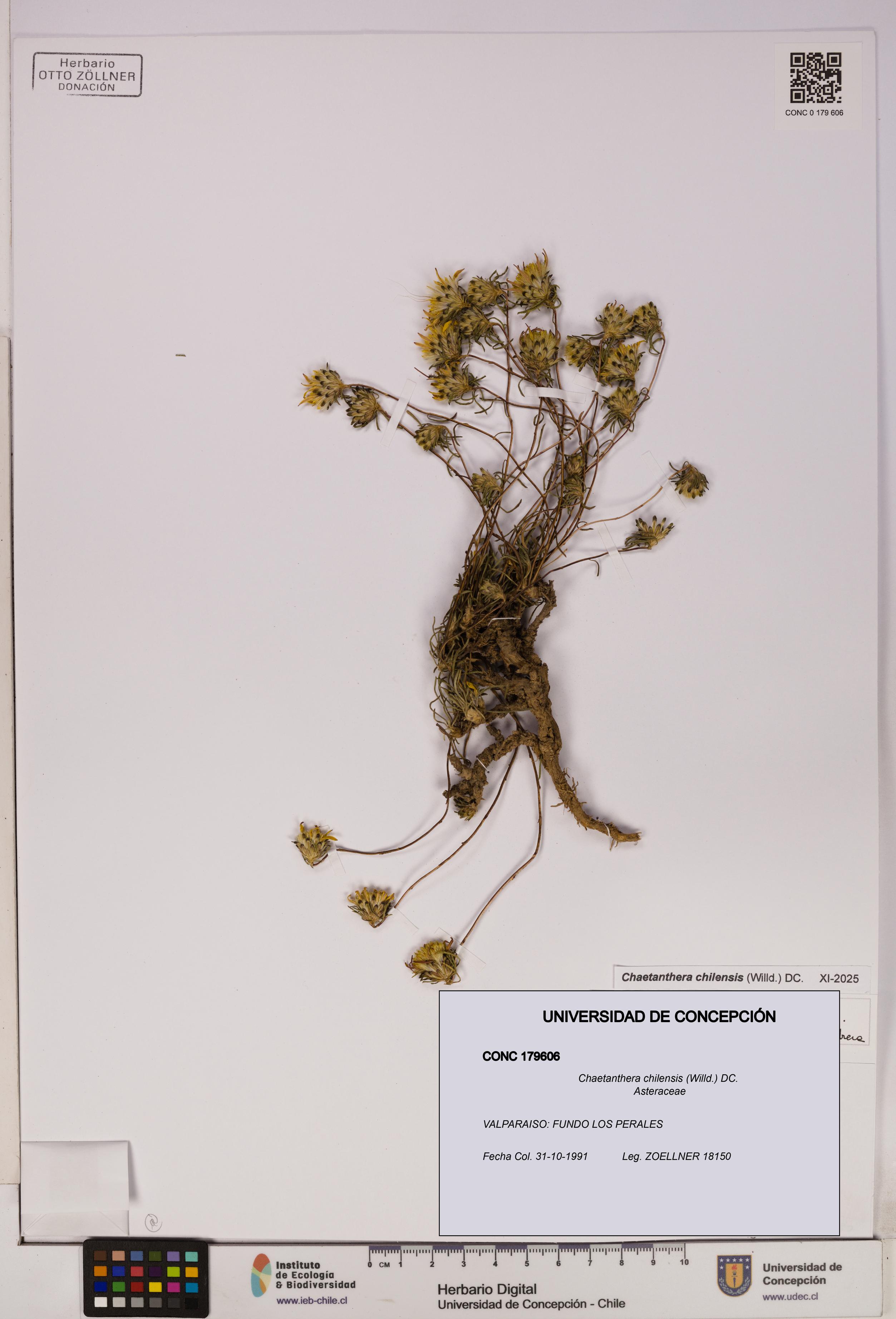 Chaetanthera chilensis [Espécimen: UDEC:CONC:0179606]