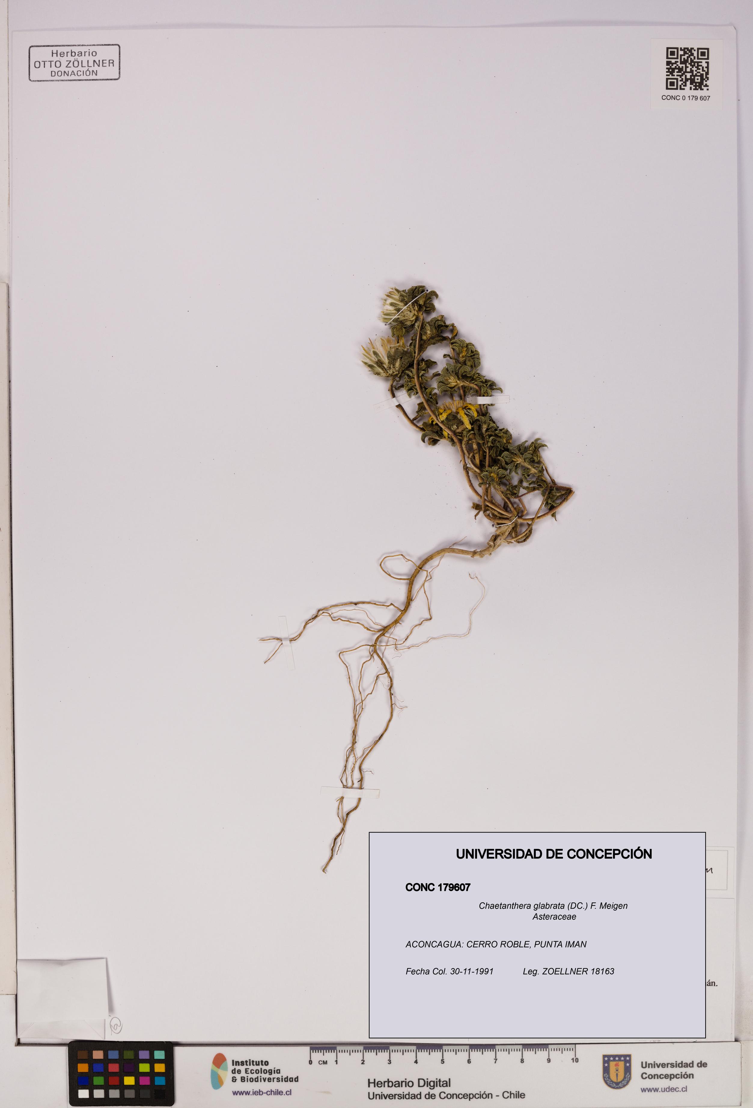 Chaetanthera glabrata [Espécimen: UDEC:CONC:0179607]