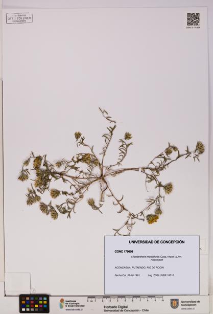 Chaetanthera microphylla [Espécimen: UDEC:CONC:0179608]