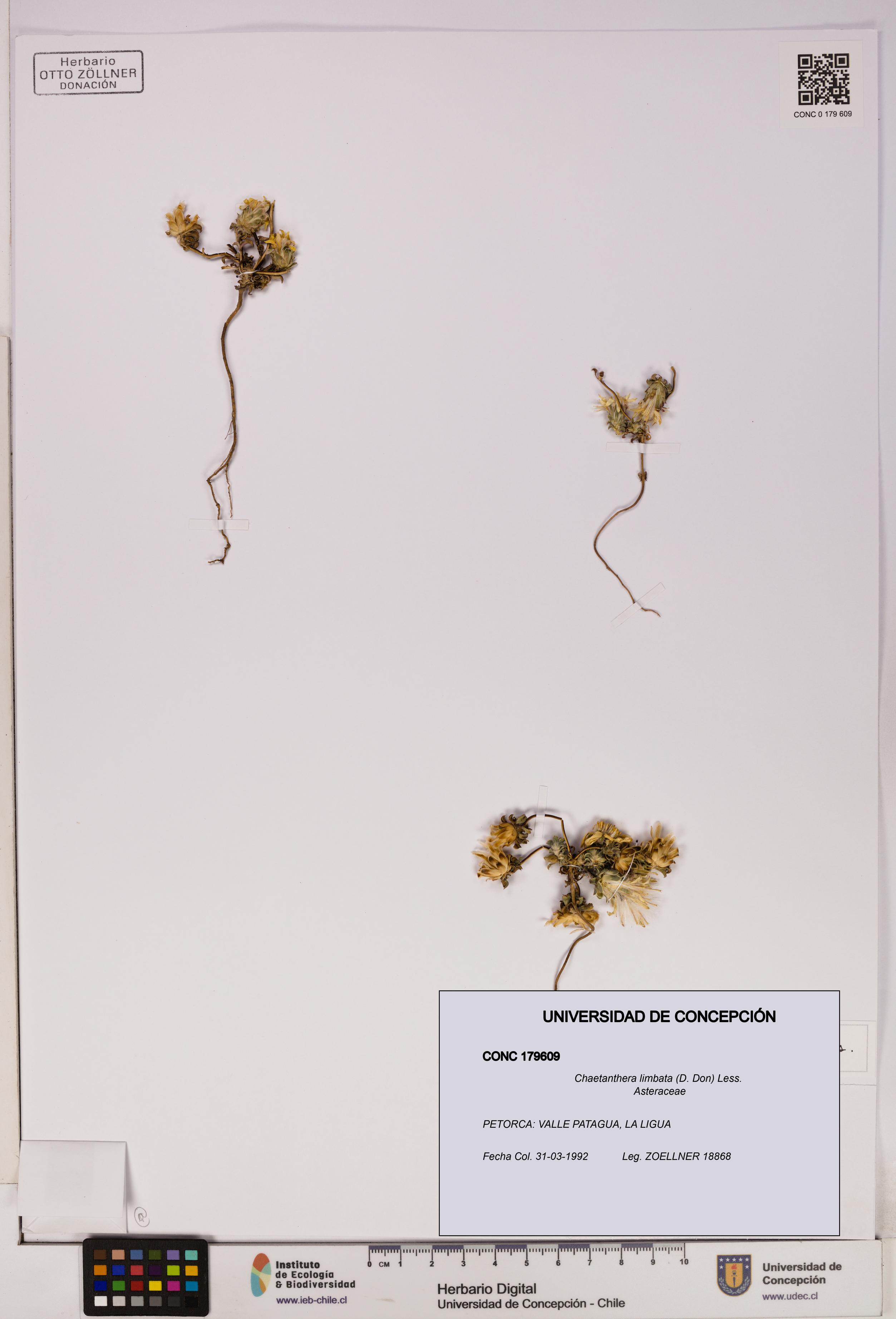 Chaetanthera limbata [Espécimen: UDEC:CONC:0179609]