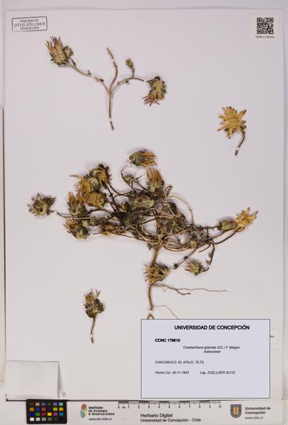 Chaetanthera glabrata [Espécimen: UDEC:CONC:0179610]