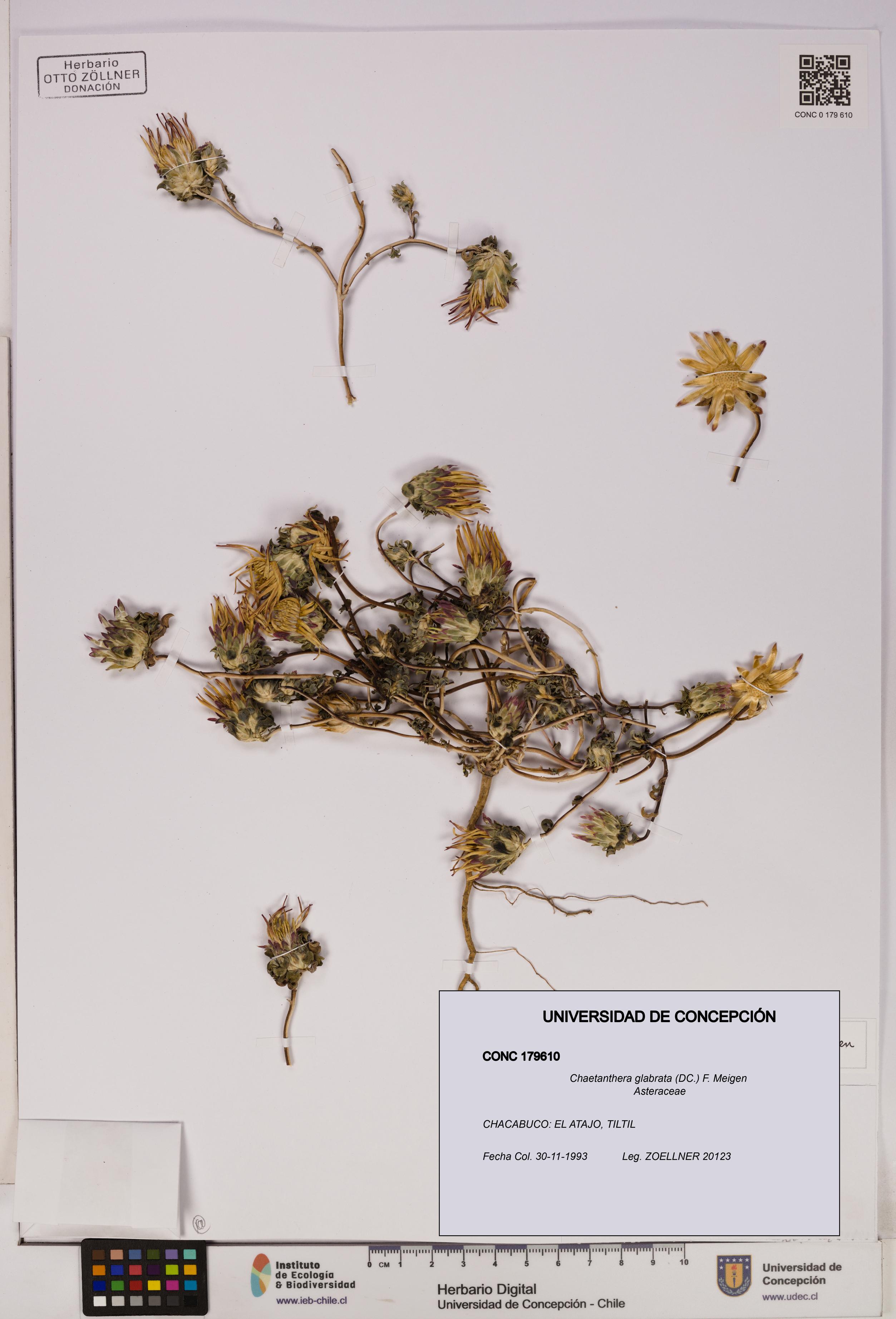 Chaetanthera glabrata [Espécimen: UDEC:CONC:0179610]