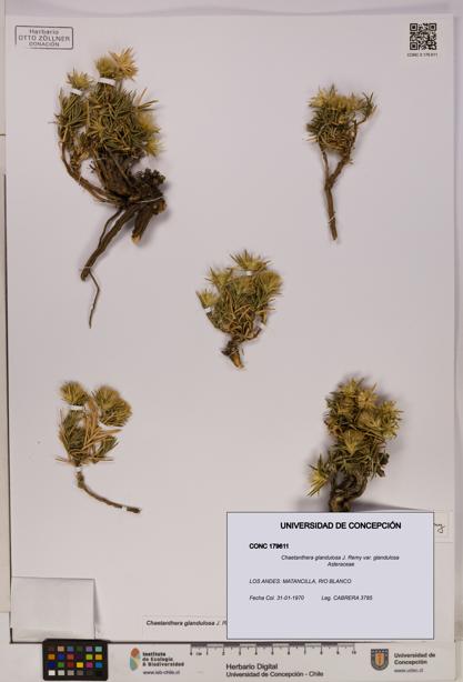 Chaetanthera glandulosa var. glandulosa [Espécimen: UDEC:CONC:0179611]