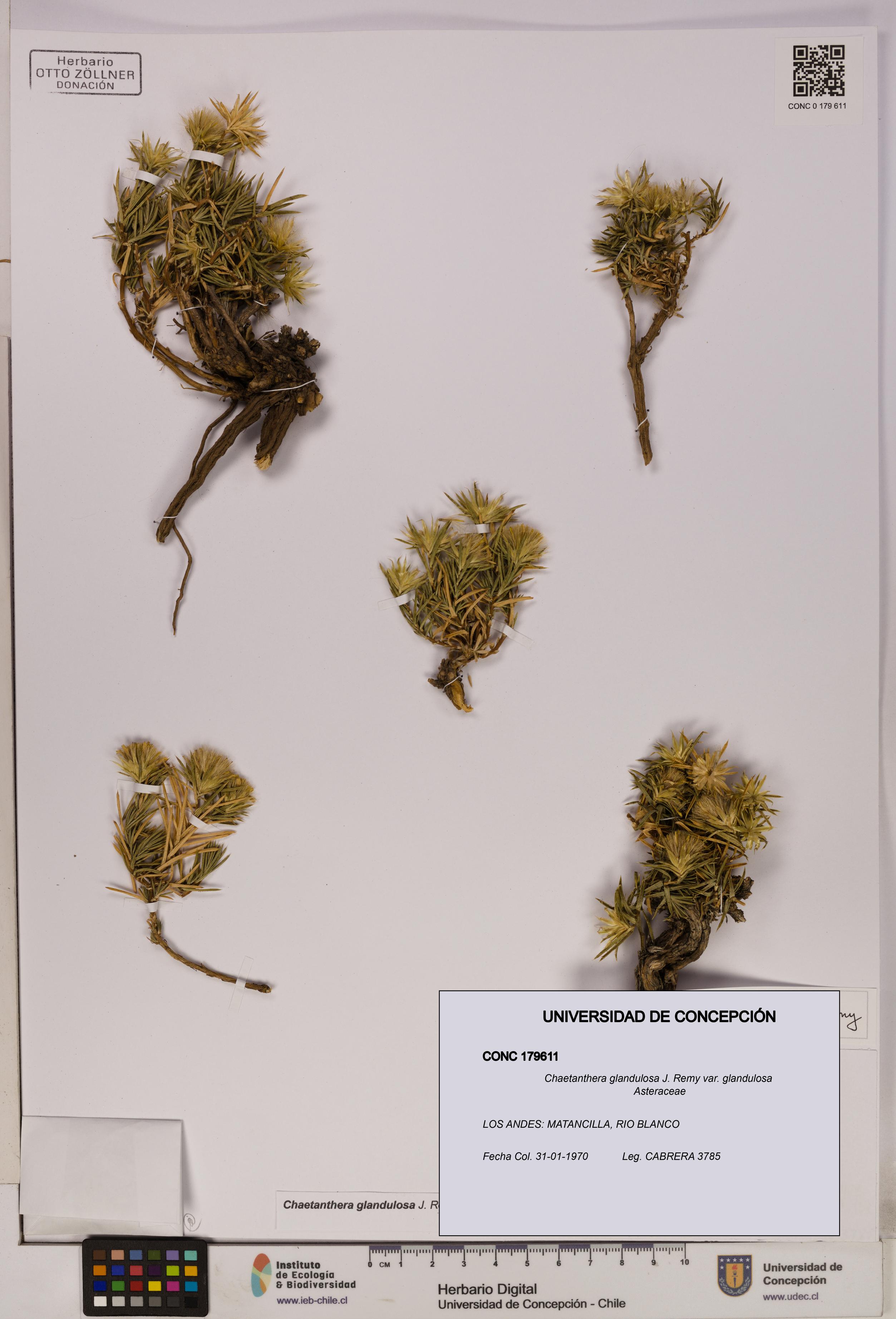 Chaetanthera glandulosa var. glandulosa [Espécimen: UDEC:CONC:0179611]