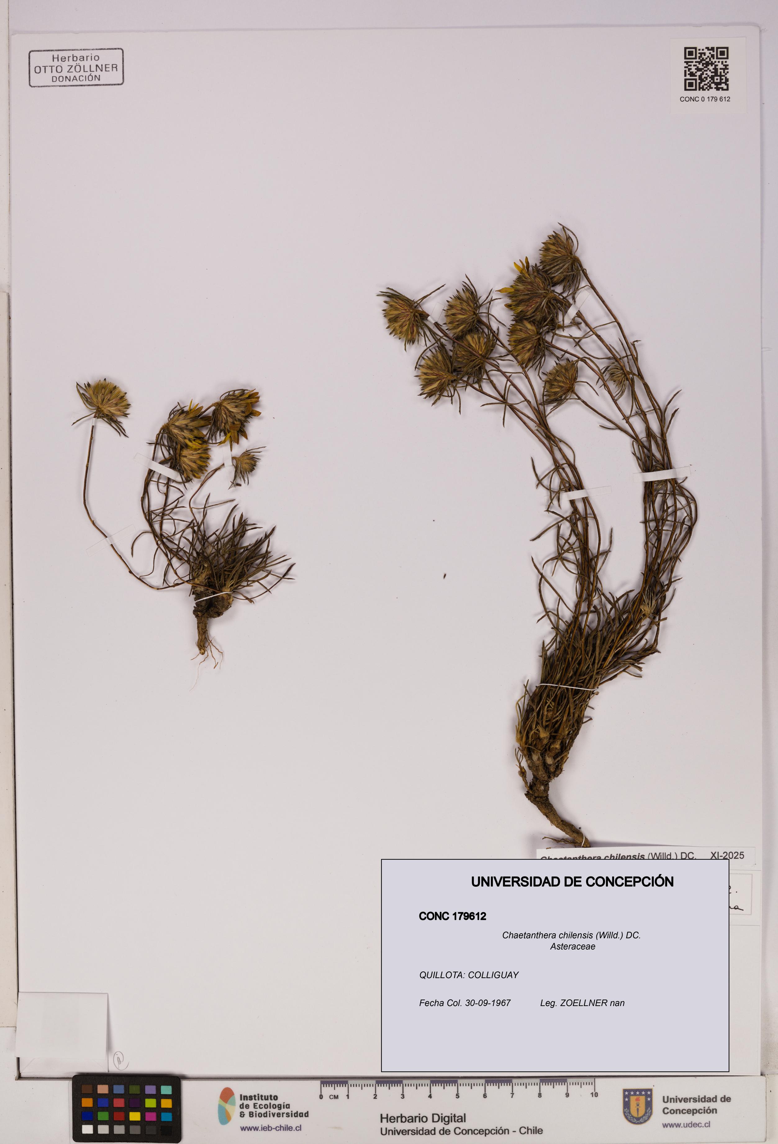 Chaetanthera chilensis [Espécimen: UDEC:CONC:0179612]