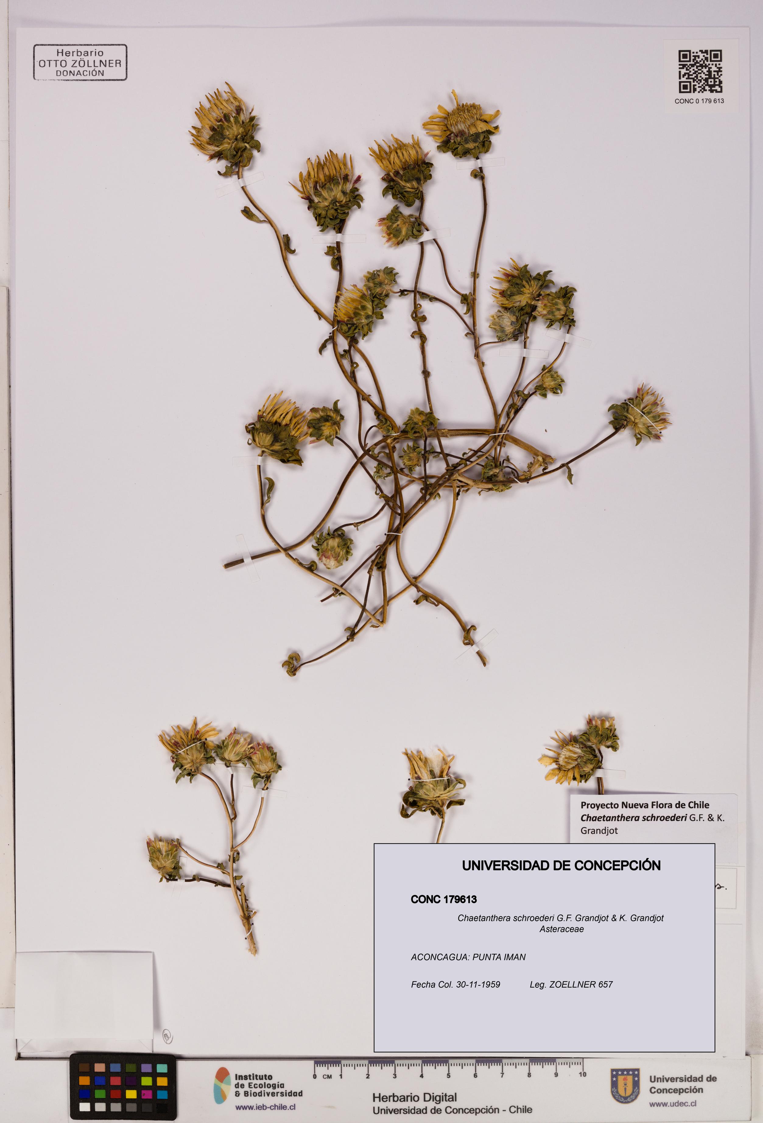 Chaetanthera schroederi [Espécimen: UDEC:CONC:0179613]