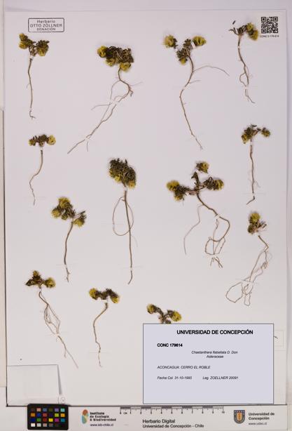 Chaetanthera flabellata [Espécimen: UDEC:CONC:0179614]