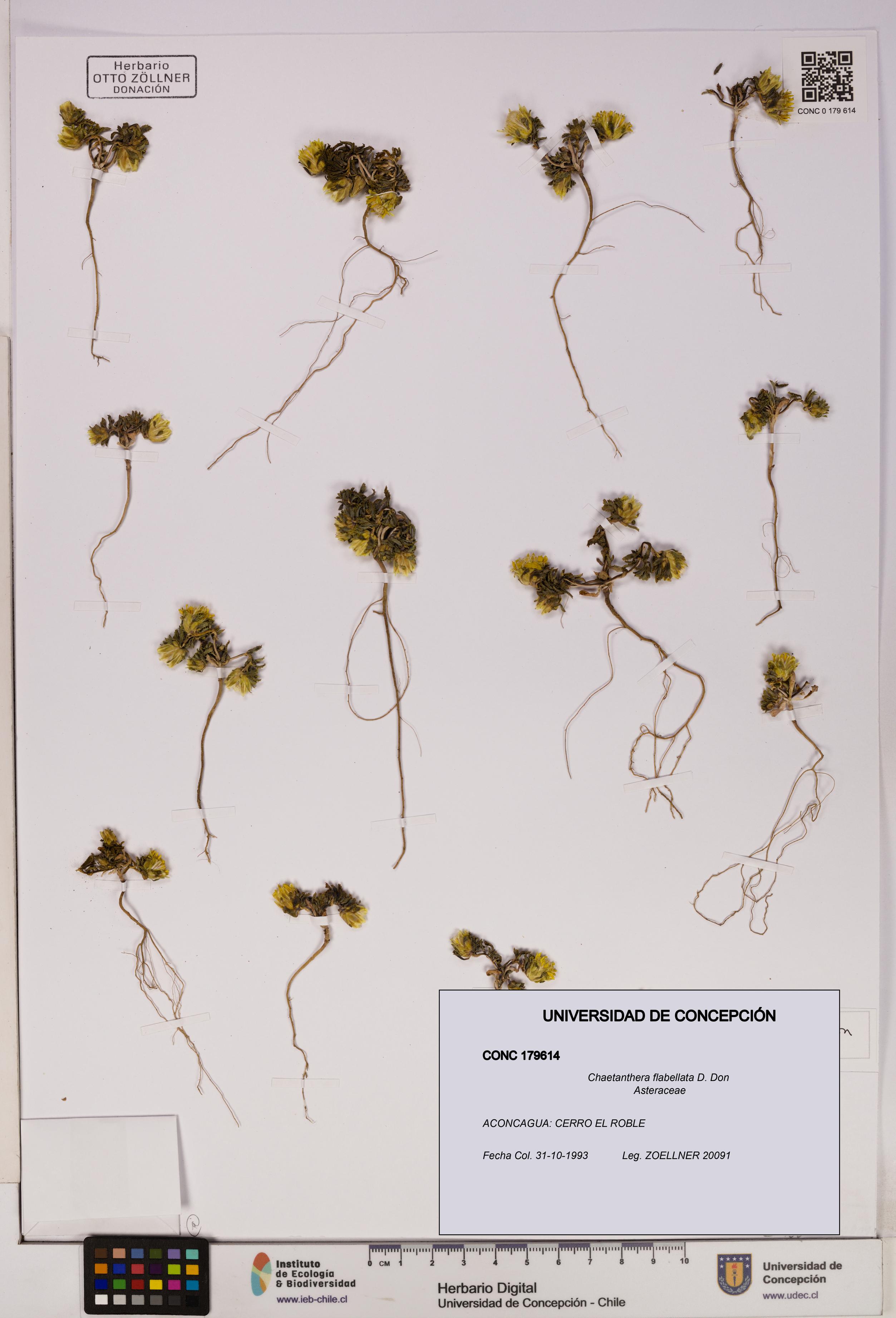 Chaetanthera flabellata [Espécimen: UDEC:CONC:0179614]